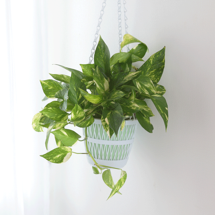 Pothos
