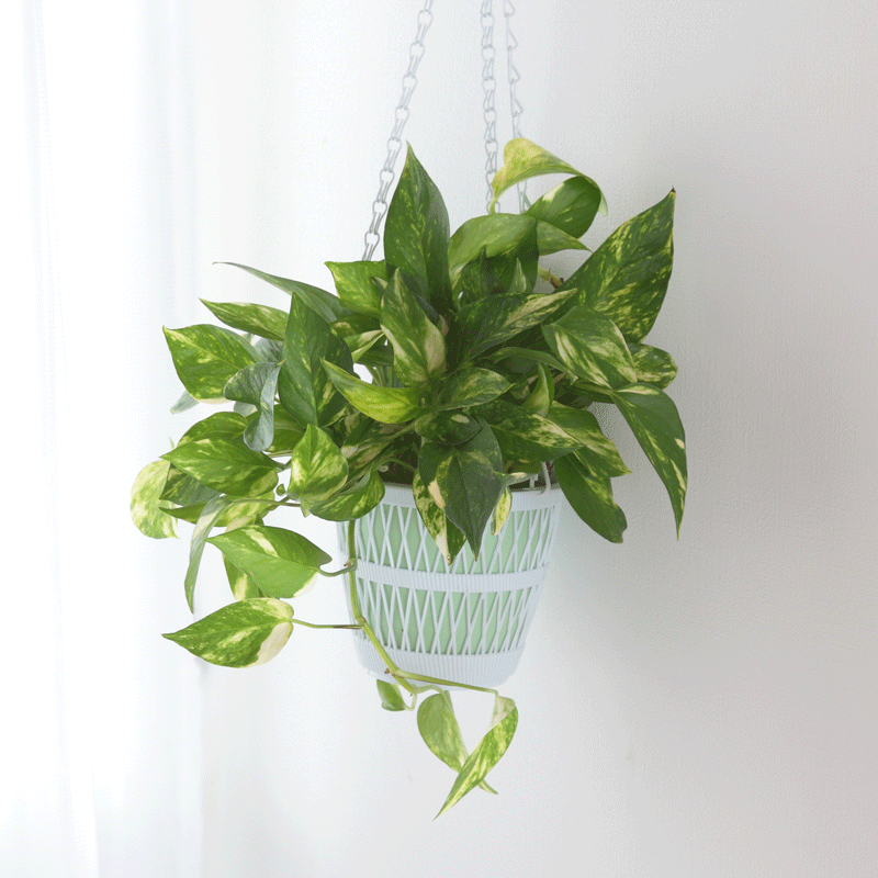 Pothos