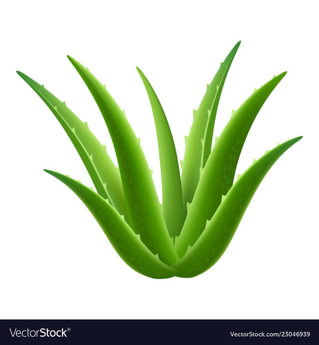 Aloe vera